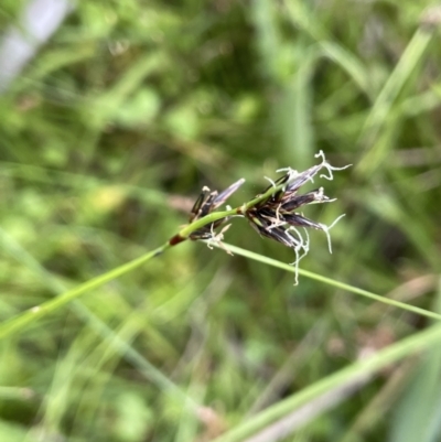 Schoenus apogon (Common Bog Sedge) at Namadgi National Park - 26 Jan 2023 by JaneR