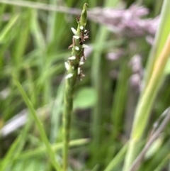 Hemarthria uncinata (Matgrass) at Booth, ACT - 26 Jan 2023 by JaneR