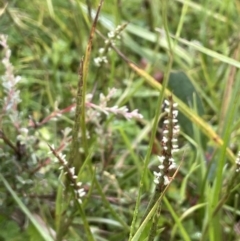 Hemarthria uncinata at Booth, ACT - 26 Jan 2023