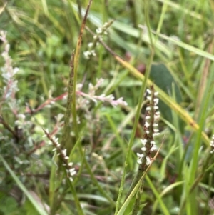 Hemarthria uncinata at Booth, ACT - 26 Jan 2023 03:16 PM