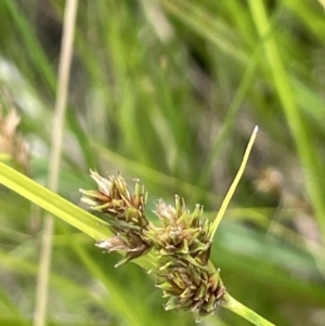 Carex inversa at Booth, ACT - 26 Jan 2023 02:39 PM