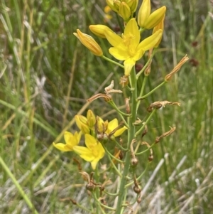 Bulbine glauca at Booth, ACT - 26 Jan 2023 02:40 PM