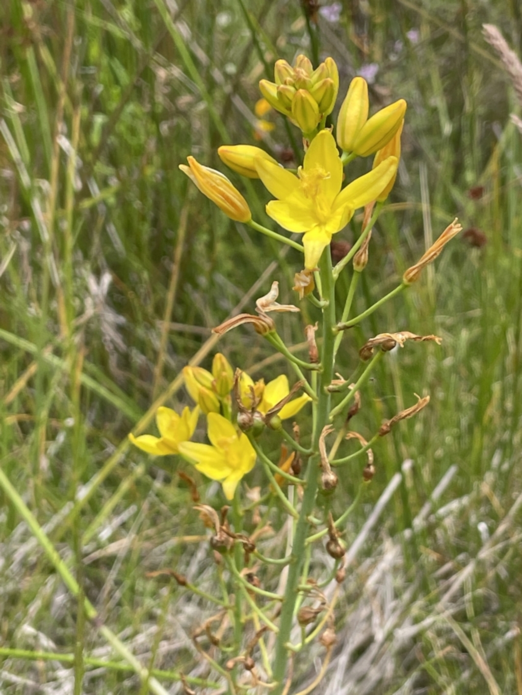 Bulbine glauca at Booth, ACT - 26 Jan 2023