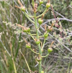 Bulbine glauca at Booth, ACT - 26 Jan 2023