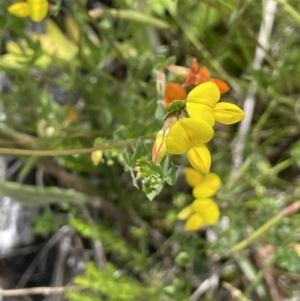 Lotus corniculatus at Booth, ACT - 26 Jan 2023