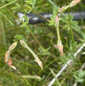 Lotus corniculatus at Booth, ACT - 26 Jan 2023