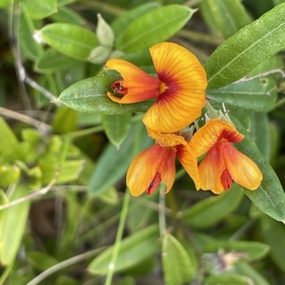 Podolobium alpestre (Shaggy Alpine Pea) at Booth, ACT - 26 Jan 2023 by JaneR