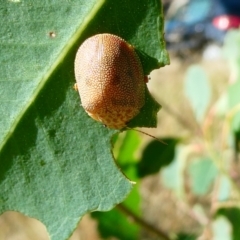 Paropsis atomaria (Eucalyptus leaf beetle) at Flea Bog Flat to Emu Creek Corridor - 27 Jan 2023 by JohnGiacon