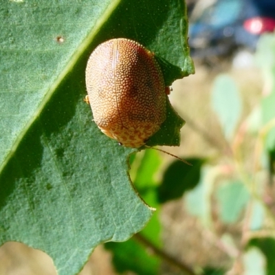 Paropsis atomaria (Eucalyptus leaf beetle) at Belconnen, ACT - 27 Jan 2023 by jgiacon