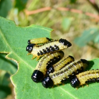 Paropsis atomaria (Eucalyptus leaf beetle) at Flea Bog Flat to Emu Creek Corridor - 27 Jan 2023 by JohnGiacon