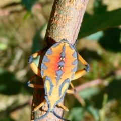 Amorbus alternatus (Eucalyptus Tip Bug) at Emu Creek - 27 Jan 2023 by JohnGiacon