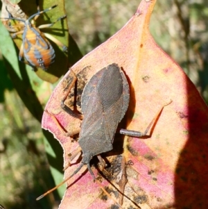 Amorbus sp. (genus) at Belconnen, ACT - 27 Jan 2023