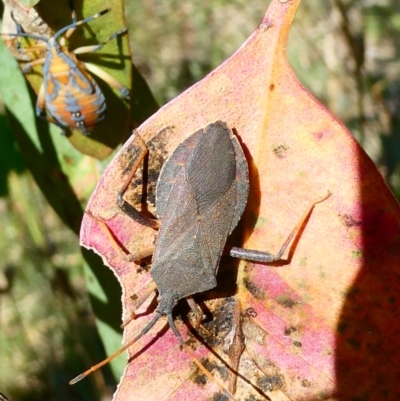 Amorbus (genus) (Eucalyptus Tip bug) at Belconnen, ACT - 27 Jan 2023 by jgiacon