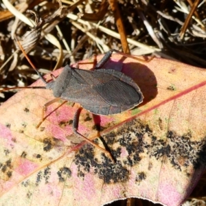 Amorbus sp. (genus) at Belconnen, ACT - 27 Jan 2023