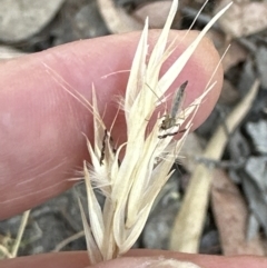 Rytidosperma caespitosum (Ringed Wallaby Grass) at Aranda, ACT - 27 Jan 2023 by lbradley