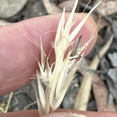 Rytidosperma caespitosum (Ringed Wallaby Grass) at Aranda Bushland - 27 Jan 2023 by lbradley