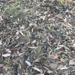 Rytidosperma caespitosum at Aranda, ACT - 27 Jan 2023