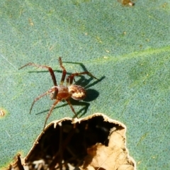 Araneinae (subfamily) (Orb weaver) at Emu Creek - 27 Jan 2023 by JohnGiacon