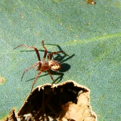 Araneinae (subfamily) (Orb weaver) at Belconnen, ACT - 27 Jan 2023 by jgiacon