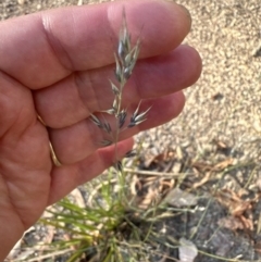 Unidentified Grass (TBC) at Cook, ACT - 27 Jan 2023 by lbradley
