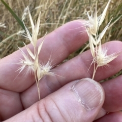 Rytidosperma laeve (Bare-backed Wallaby Grass) at Aranda Bushland - 27 Jan 2023 by lbradley