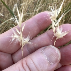 Rytidosperma laeve at Cook, ACT - 27 Jan 2023