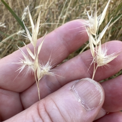 Rytidosperma laeve (Bare-backed Wallaby Grass) at Aranda Bushland - 27 Jan 2023 by lbradley