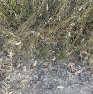 Rytidosperma laeve at Cook, ACT - 27 Jan 2023