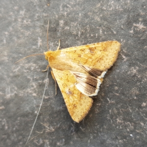 Helicoverpa punctigera at Greenway, ACT - 27 Jan 2023 02:20 PM