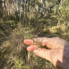 Cassinia quinquefaria (Rosemary Cassinia) at Aranda Bushland - 27 Jan 2023 by lbradley