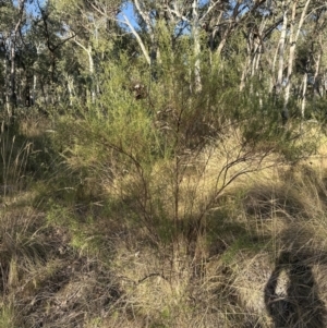 Cassinia quinquefaria at Aranda, ACT - 27 Jan 2023