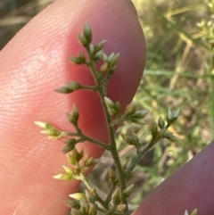 Cassinia quinquefaria at Aranda, ACT - 27 Jan 2023