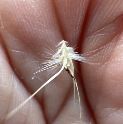 Rytidosperma erianthum (Hill Wallaby Grass) at Aranda, ACT - 27 Jan 2023 by lbradley