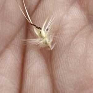 Rytidosperma erianthum at Molonglo Valley, ACT - 27 Jan 2023