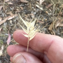 Rytidosperma erianthum at Molonglo Valley, ACT - 27 Jan 2023