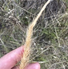 Dichelachne crinita (Long-hair Plume Grass) at Aranda Bushland - 27 Jan 2023 by lbradley