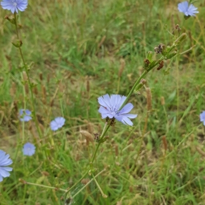 Cichorium intybus (Chicory) at Monash, ACT - 27 Jan 2023 by HappyWanderer
