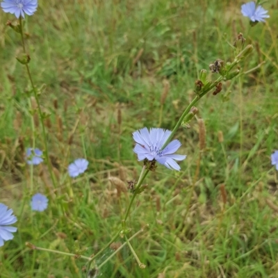 Cichorium intybus (Chicory) at Monash, ACT - 26 Jan 2023 by HappyWanderer