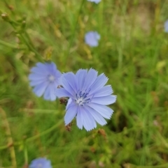 Cichorium intybus at Monash, ACT - 27 Jan 2023