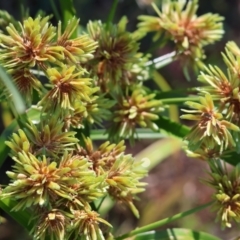 Cyperus eragrostis (Umbrella Sedge) at West Wodonga, VIC - 26 Jan 2023 by KylieWaldon