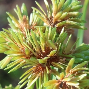 Cyperus eragrostis at West Wodonga, VIC - 27 Jan 2023 08:43 AM