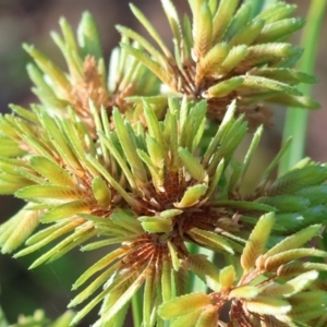 Cyperus eragrostis at West Wodonga, VIC - 27 Jan 2023