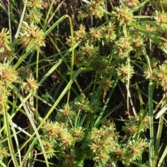 Cyperus eragrostis at West Wodonga, VIC - 27 Jan 2023 08:43 AM