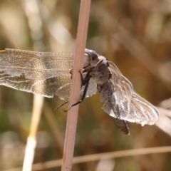 Orthetrum caledonicum (Blue Skimmer) at West Wodonga, VIC - 27 Jan 2023 by KylieWaldon