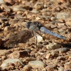 Orthetrum caledonicum (Blue Skimmer) at Felltimber Creek NCR - 26 Jan 2023 by KylieWaldon