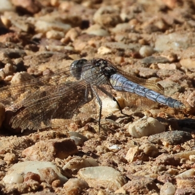 Orthetrum caledonicum (Blue Skimmer) at West Wodonga, VIC - 26 Jan 2023 by KylieWaldon