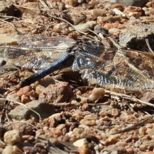 Orthetrum caledonicum at West Wodonga, VIC - 27 Jan 2023 09:09 AM