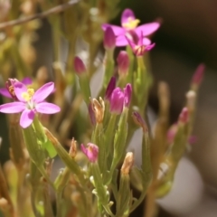 Centaurium sp. (Centaury) at Felltimber Creek NCR - 27 Jan 2023 by KylieWaldon