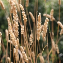 Phalaris aquatica (Phalaris, Australian Canary Grass) at Felltimber Creek NCR - 26 Jan 2023 by KylieWaldon