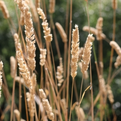 Phalaris aquatica (Phalaris, Australian Canary Grass) at Felltimber Creek NCR - 27 Jan 2023 by KylieWaldon